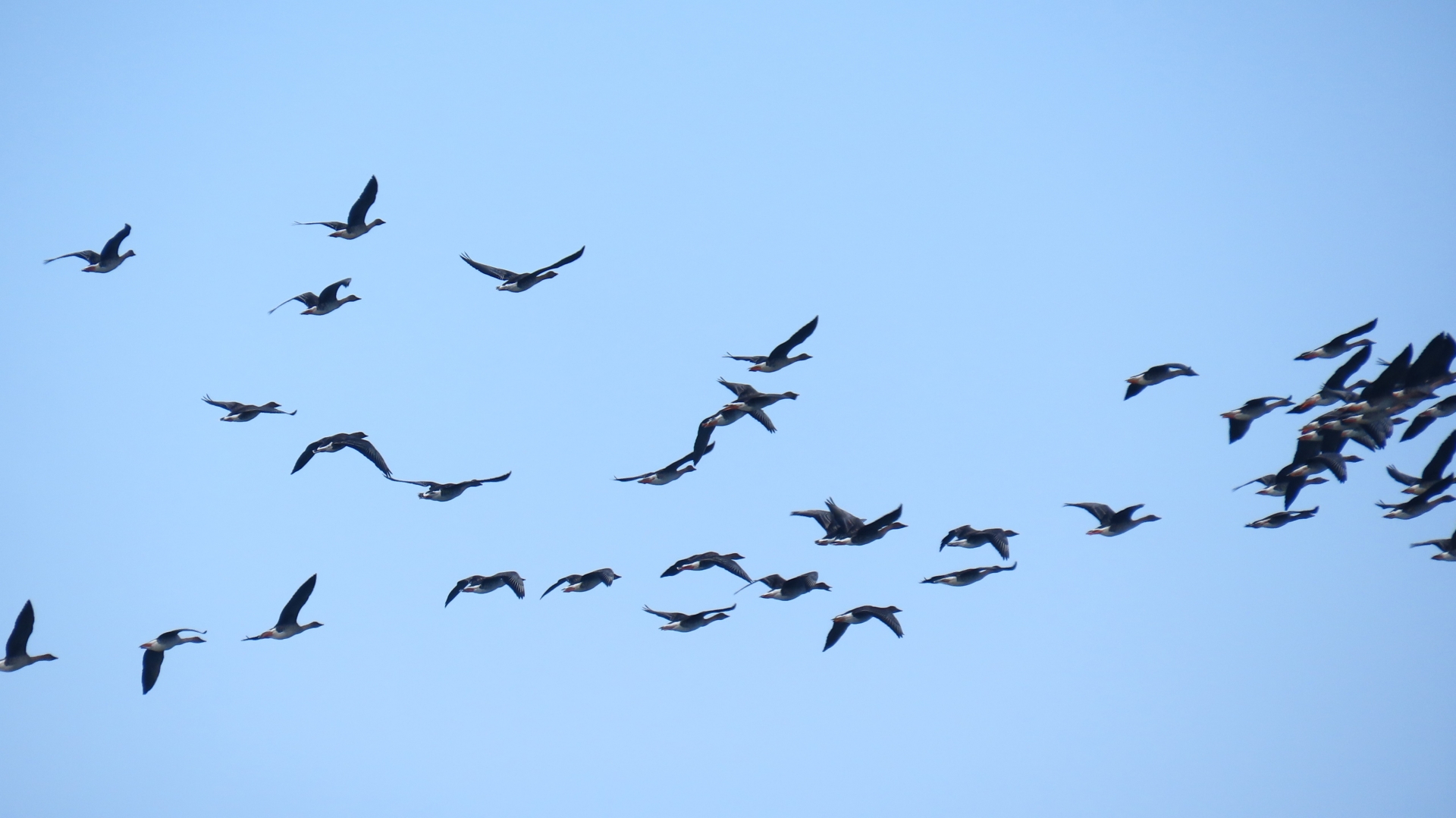注文住宅でできる野鳥対策|ベランダ・庭の被害を防ぐ失敗しない家づくり