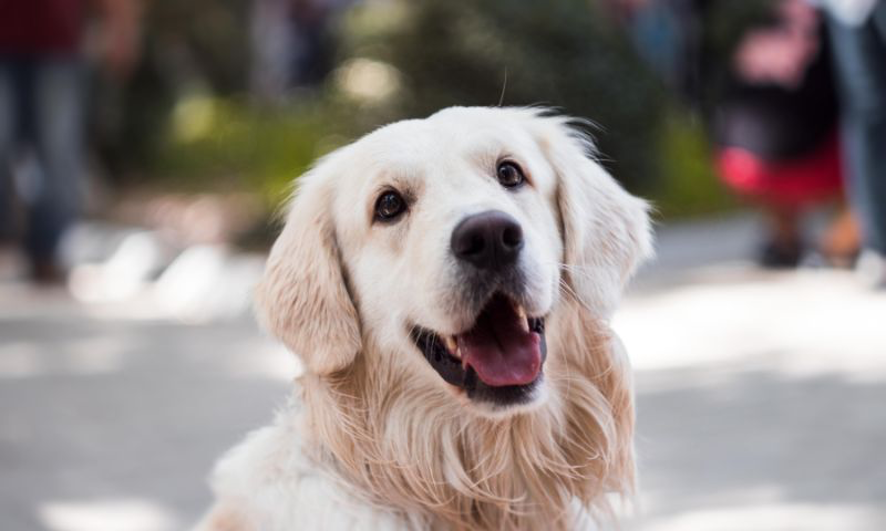 愛犬の健康を守るために！犬に適した床材とは？