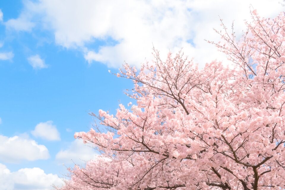 春の訪れと花粉症　その対策は？