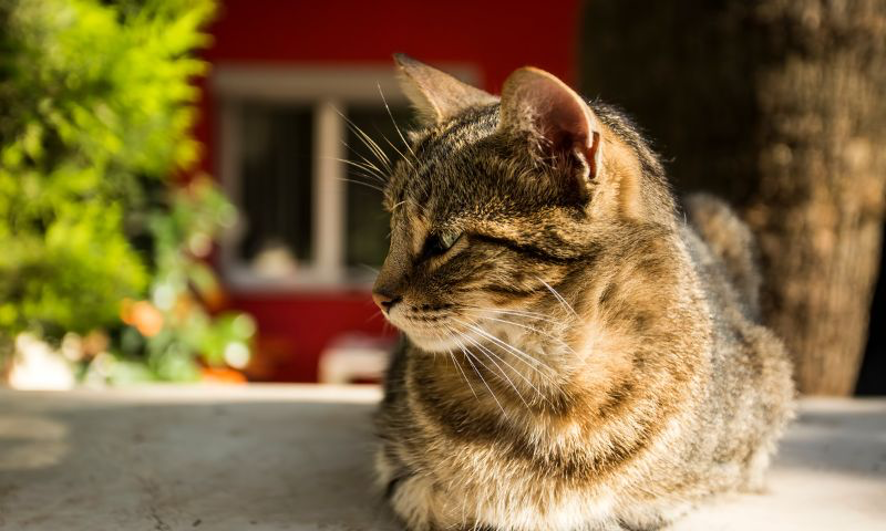 猫の侵入を防ぐ方法とは？野良猫から家を守るためにできること