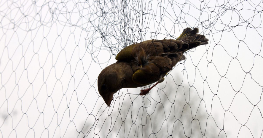 野鳥対策はしっかりと。自宅のベランダや庭の被害を防ごう
