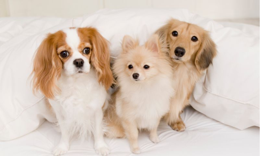 愛犬と快適に過ごしたい！犬と人が暮らしやすい家づくりのポイントとは