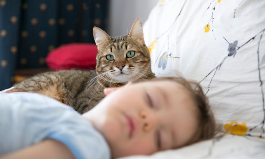 猫と赤ちゃんが一緒に暮らすために！注意したいポイントを紹介！