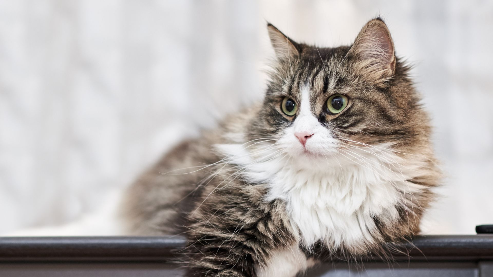猫と暮らす家づくりのアイデア決定版｜人も猫も幸せになる間取りと工夫を建築家が解説