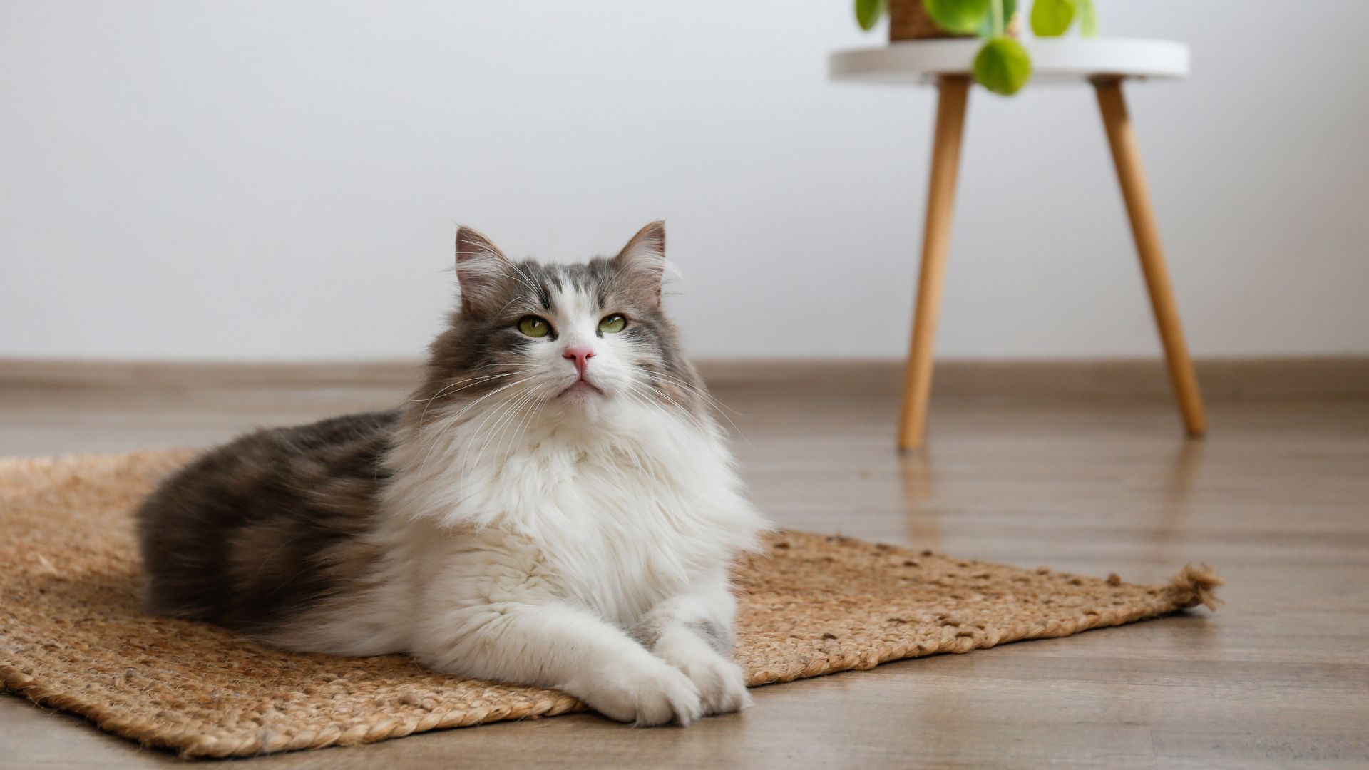猫と暮らす注文住宅で後悔しない！間取り・費用・アイデアの完全ガイド