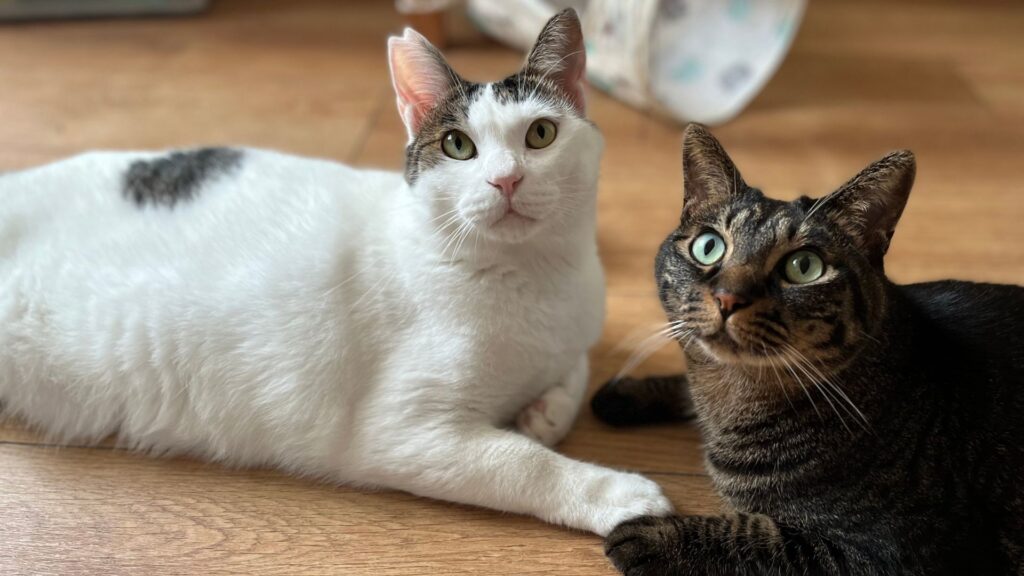 猫と暮らしたいあなたへ。一人暮らしでも大丈夫！準備から費用、育て方まで完全ガイド