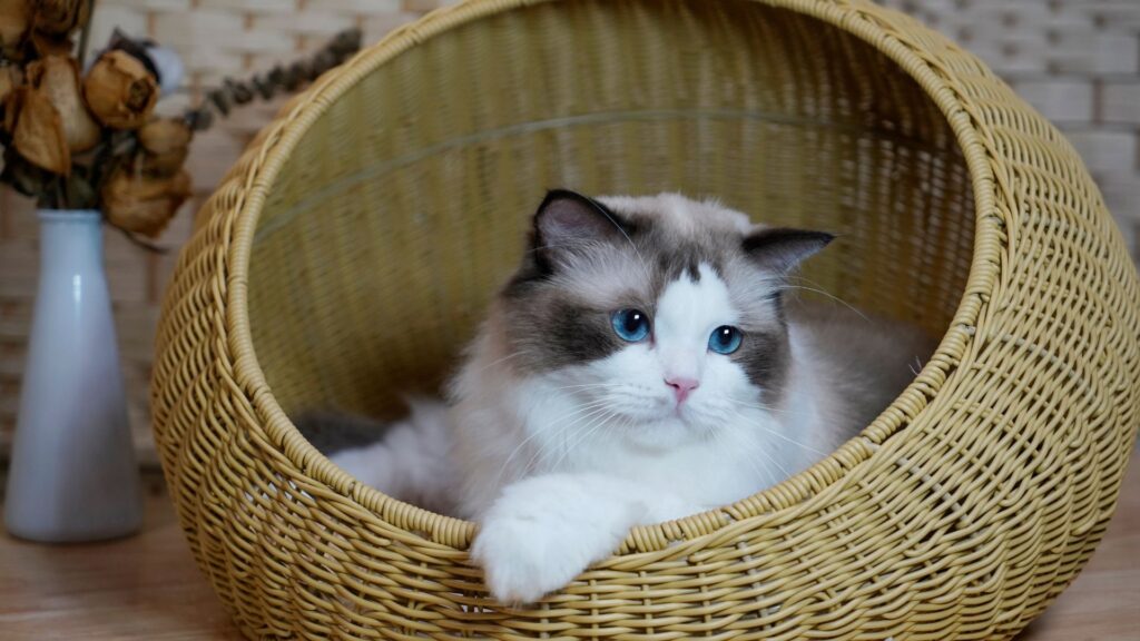 猫と暮らす注文住宅｜習性を活かした間取りと素材選びのポイント