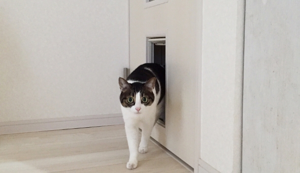 猫用ドアで自由と安全の確保