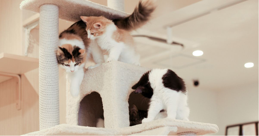 猫がストレスなく快適に暮らせる家って？